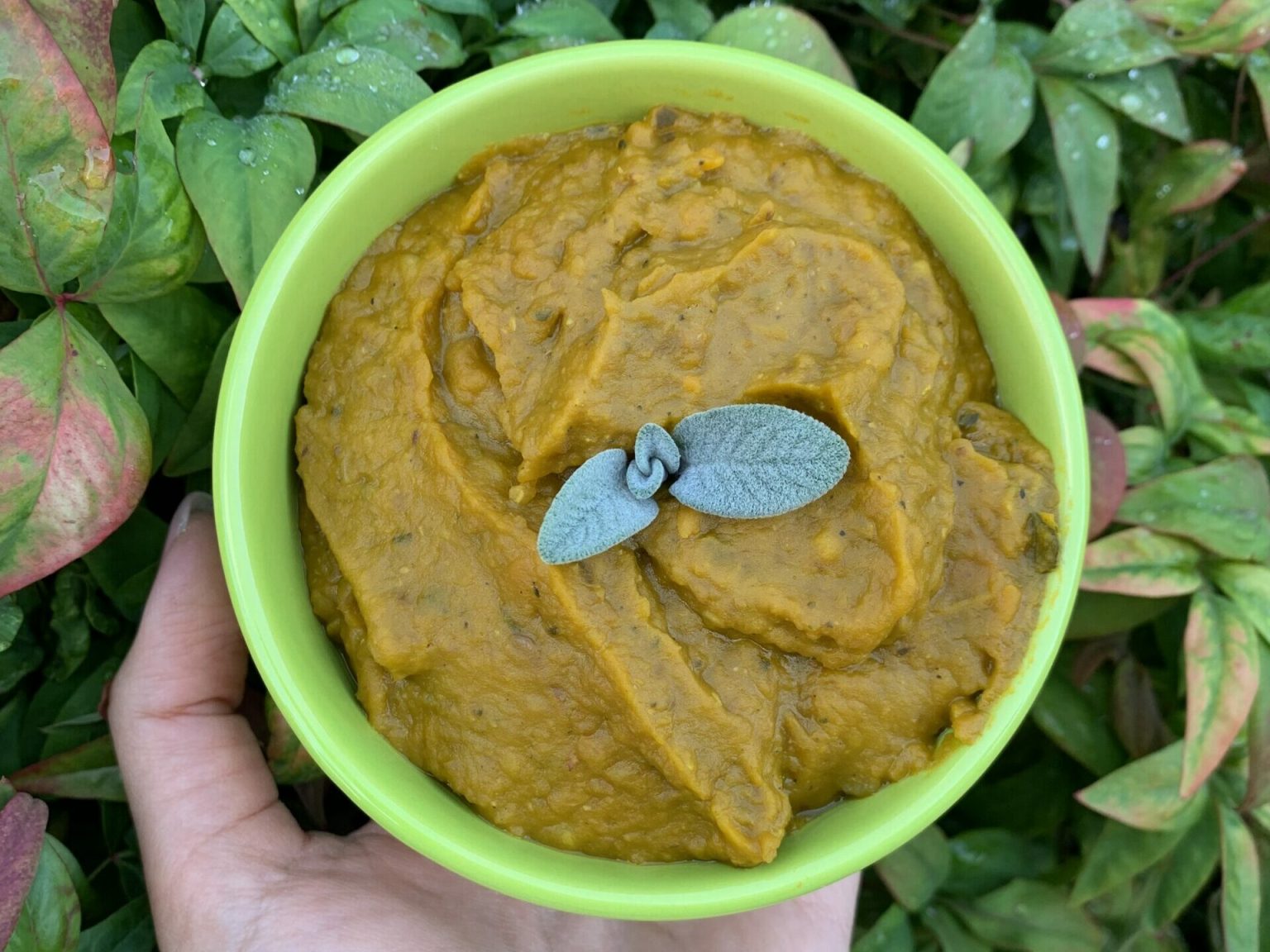 Crema di zucca e lenticchie